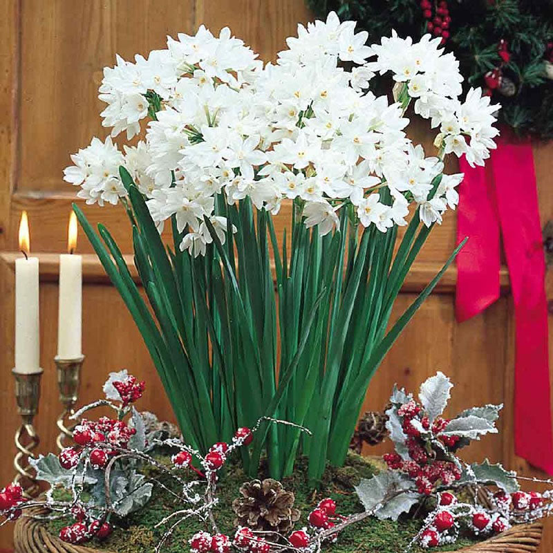 Paperwhite Bulbs - Ziva, Indoor Flower Bulbs