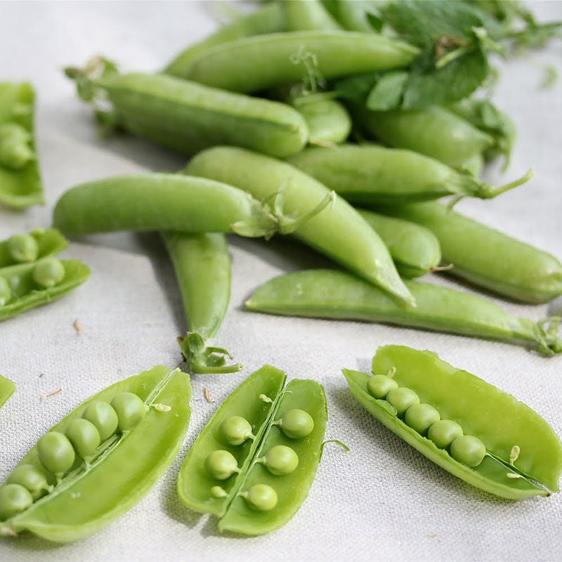 dwarf white sugar pea 