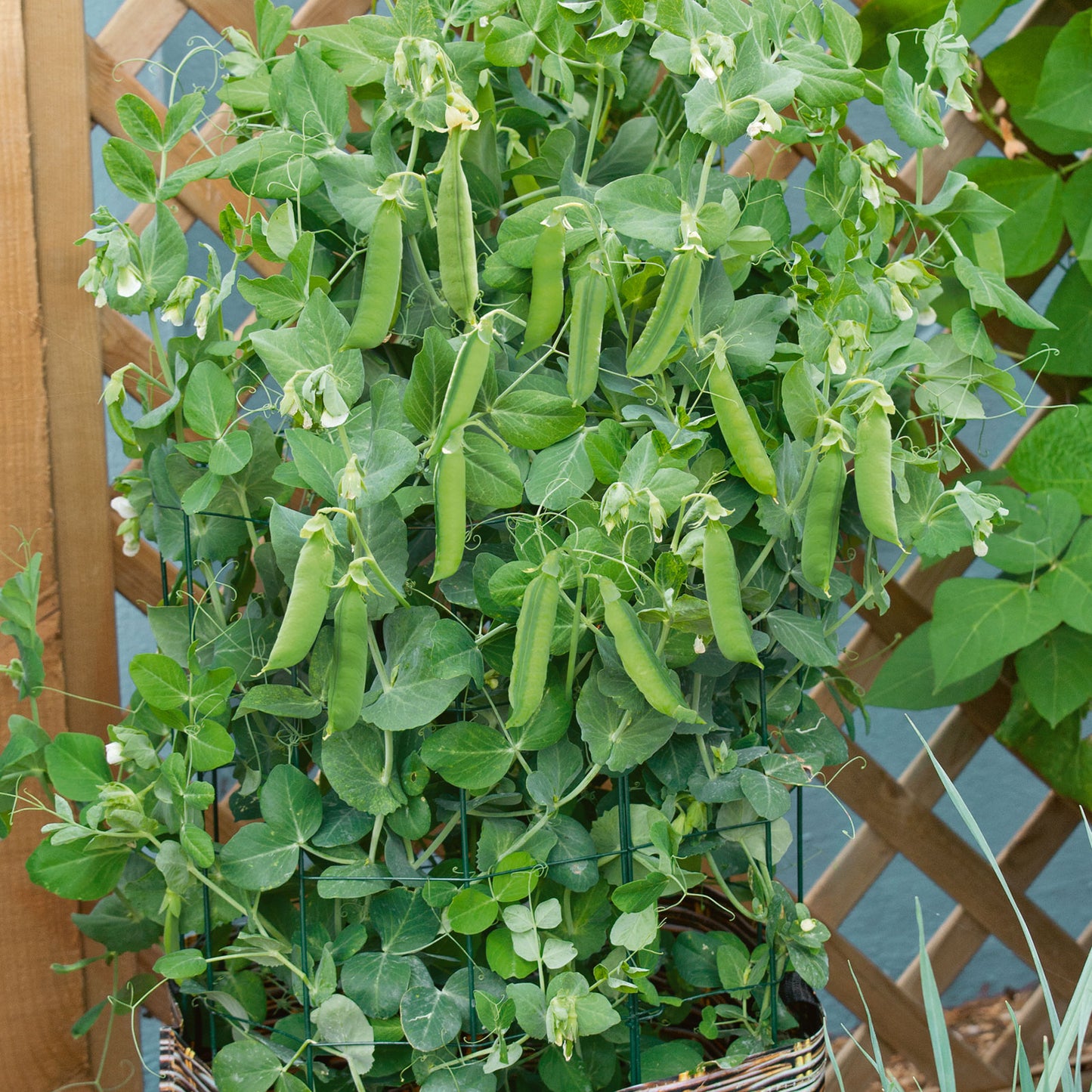 pea patio pride