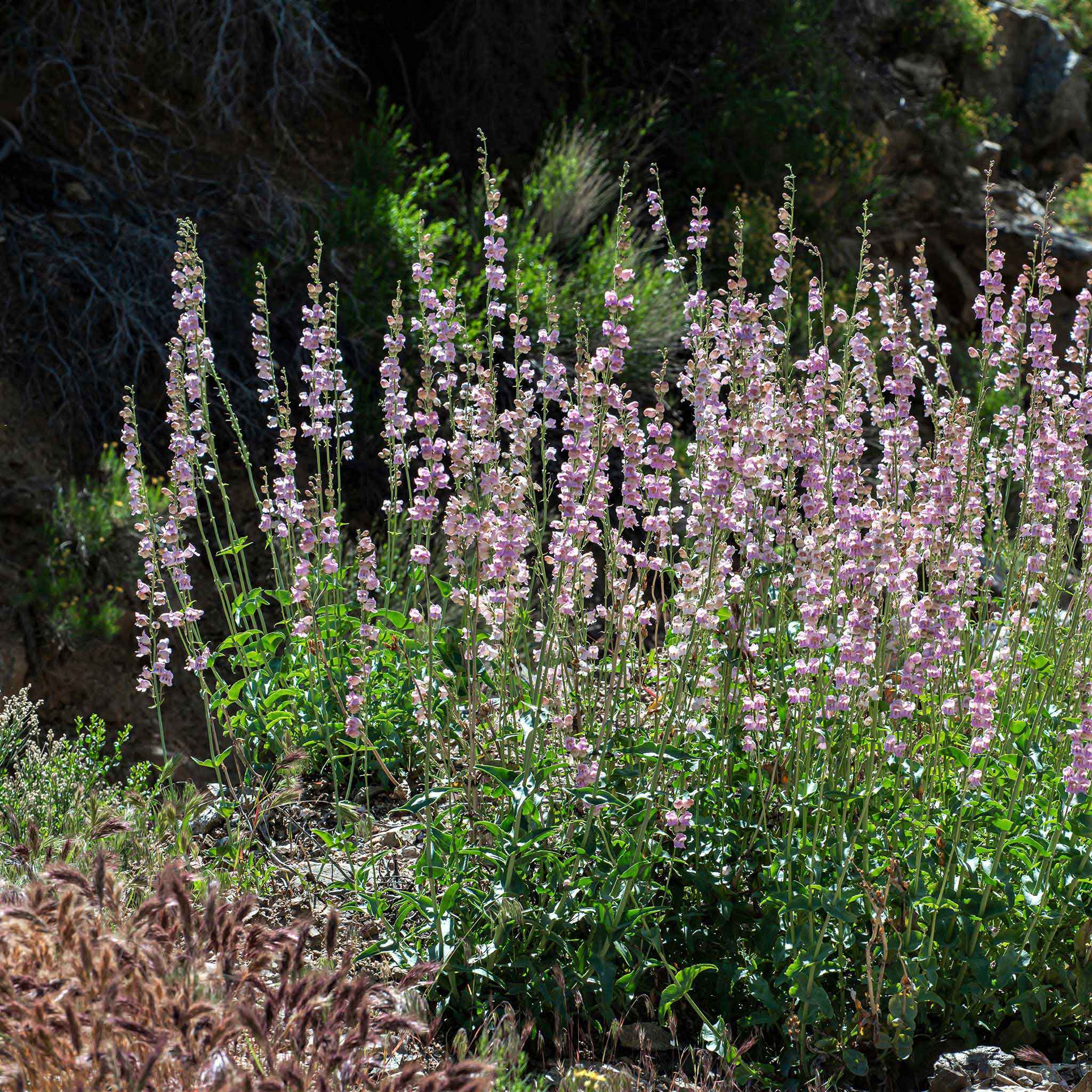 palmer penstemon
