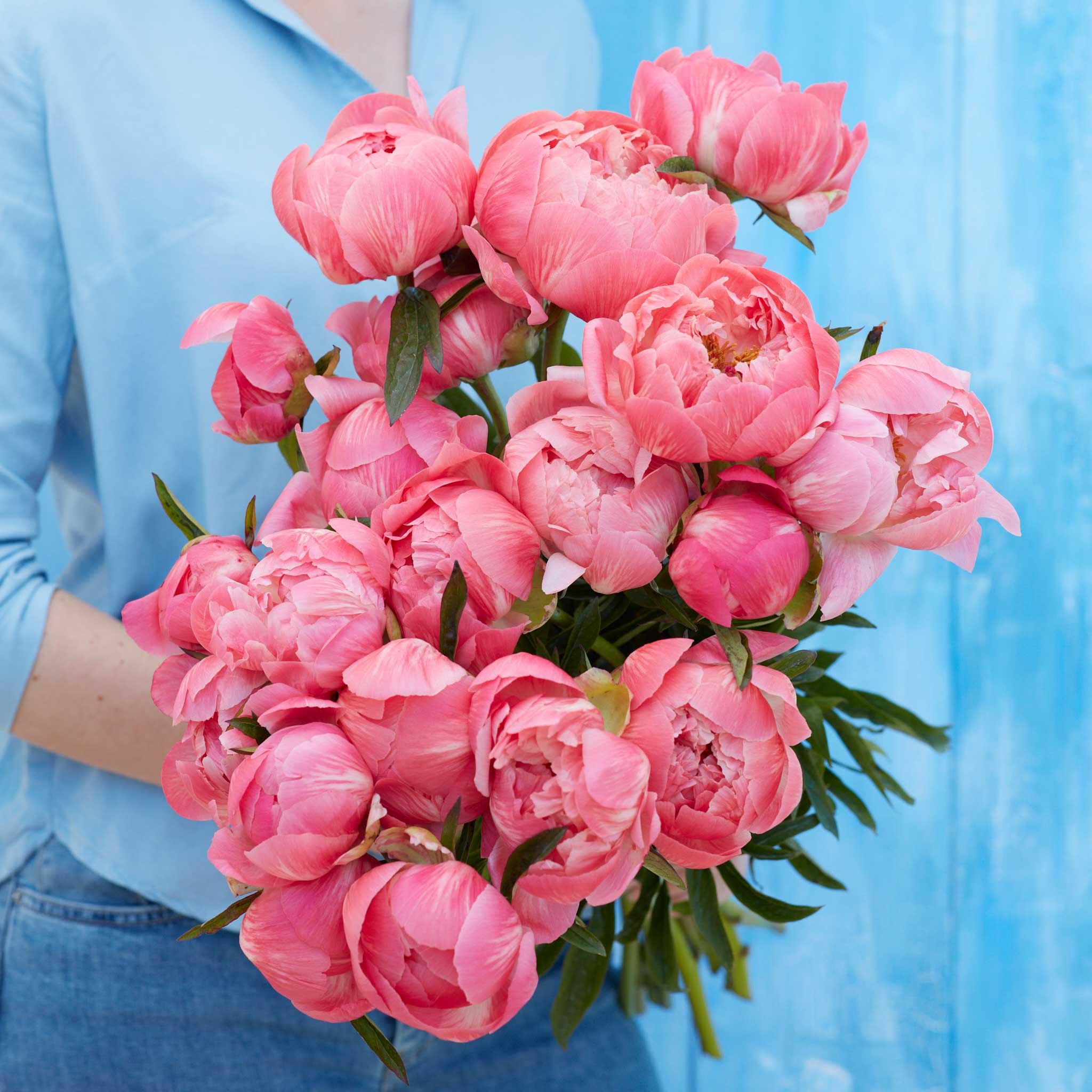 peonies coral charm