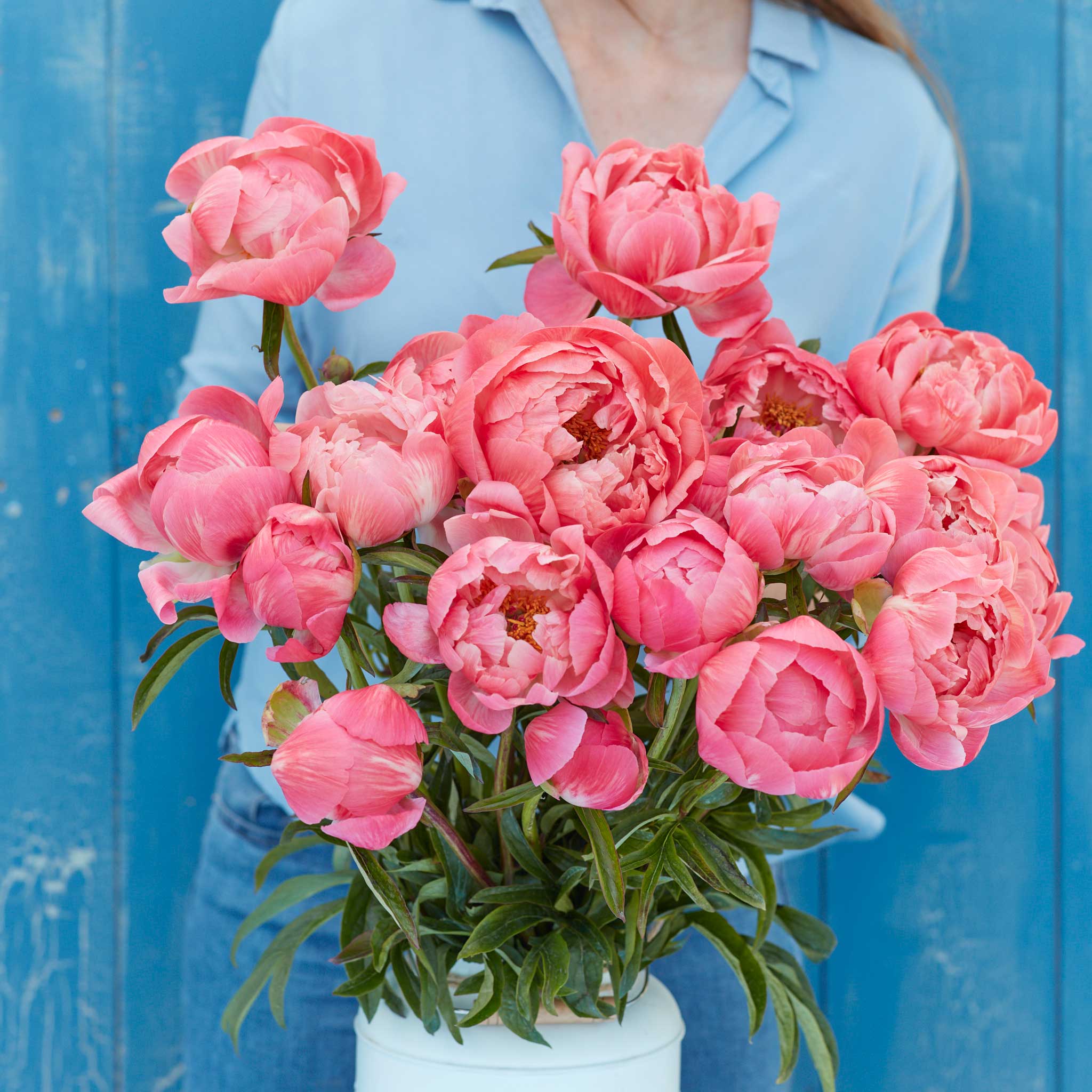 peonies coral charm
