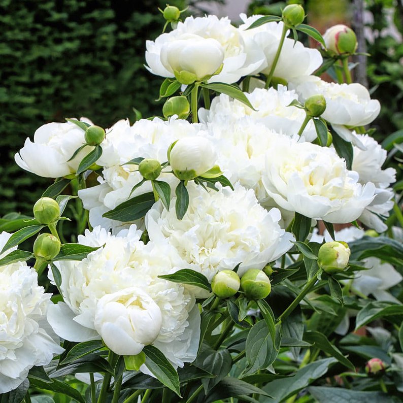 Duchesse de nemours peony discount