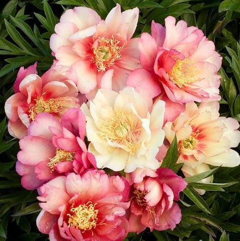 Julia cheap rose peony