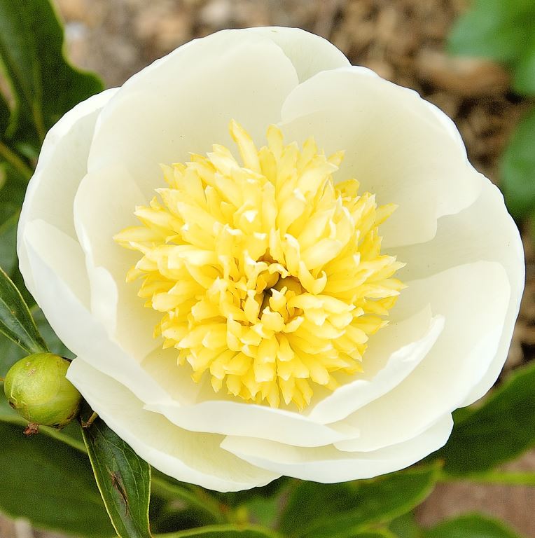 peony jan van leeuwen