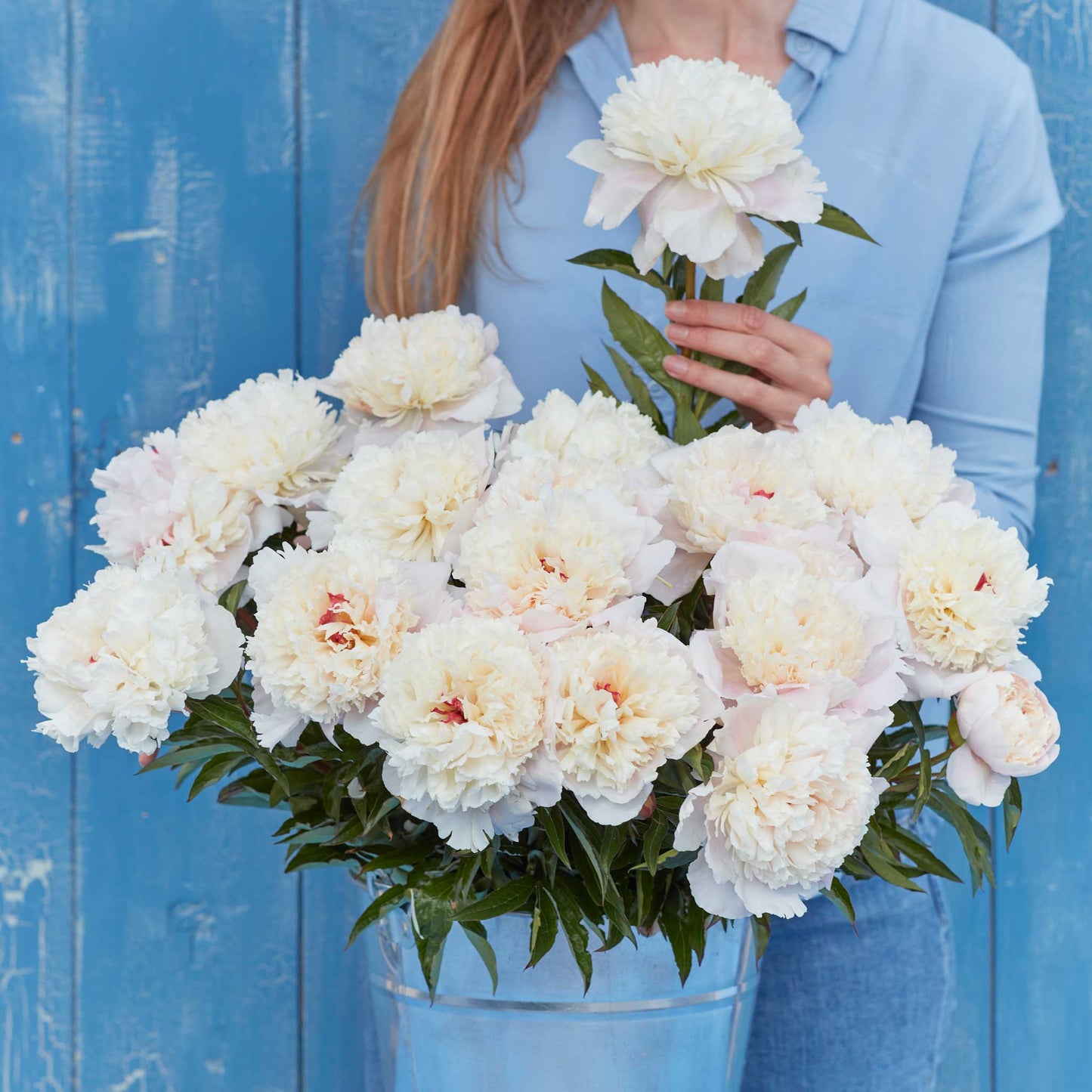 peonies shirley temple