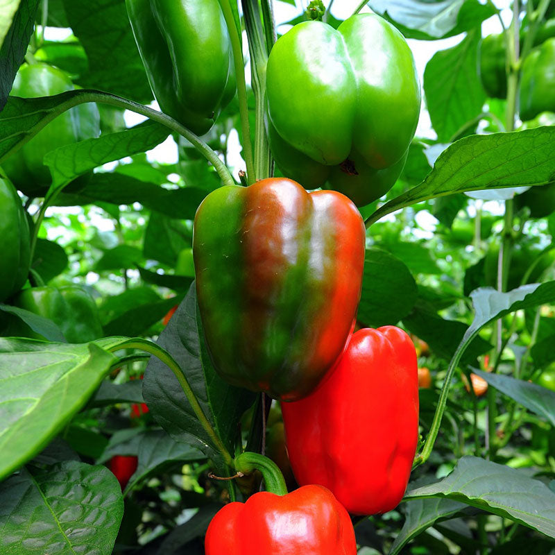 California Wonder Red Sweet Pepper Seeds - (Capsicum annuum)