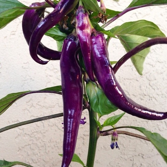Purple peppers clearance