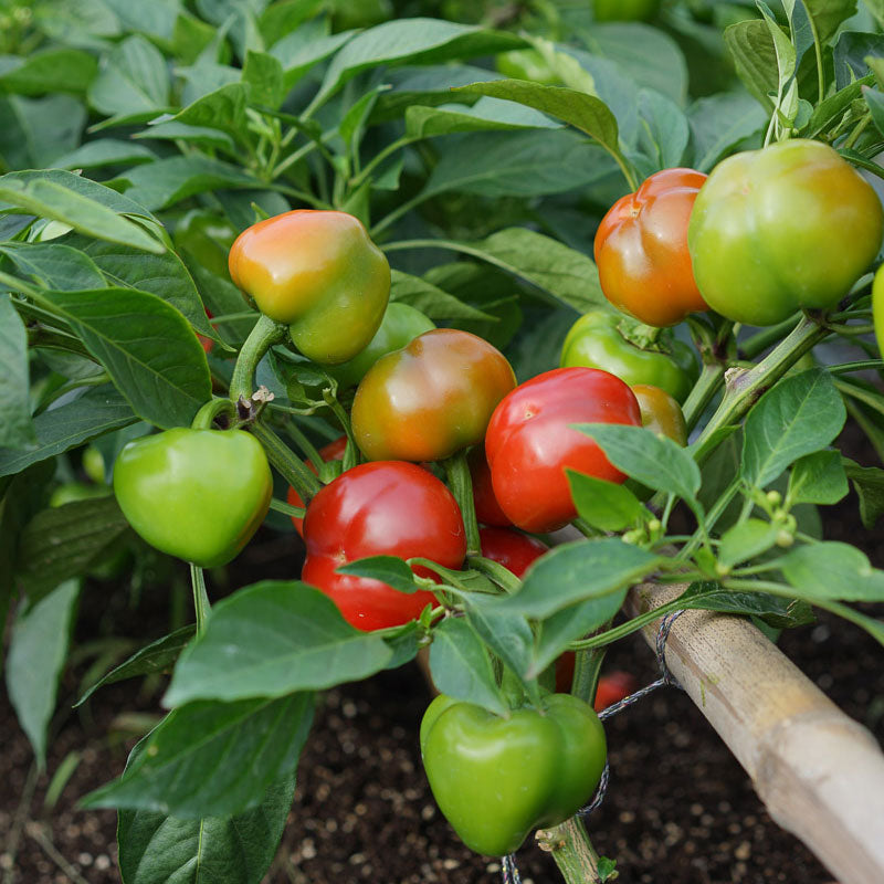 Ripe and ripening Chili Pie F1 peppers growing from the vine.