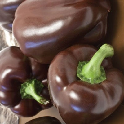 Chocolate bell pepper deals