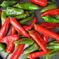 fresno chile pepper 