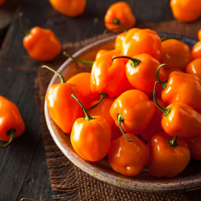 Hot Pepper Seeds - Orange | Seeds in Packets & Bulk | Eden