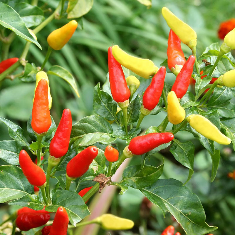 Hot Pepper Seeds - Tabasco, Vegetable Seeds in Packets & Bulk