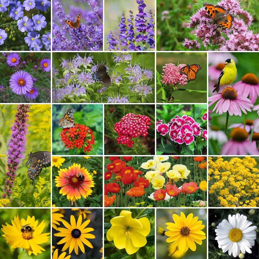All Perennial Pollinator Wildflower Mix Wildflower Seeds, 58% OFF