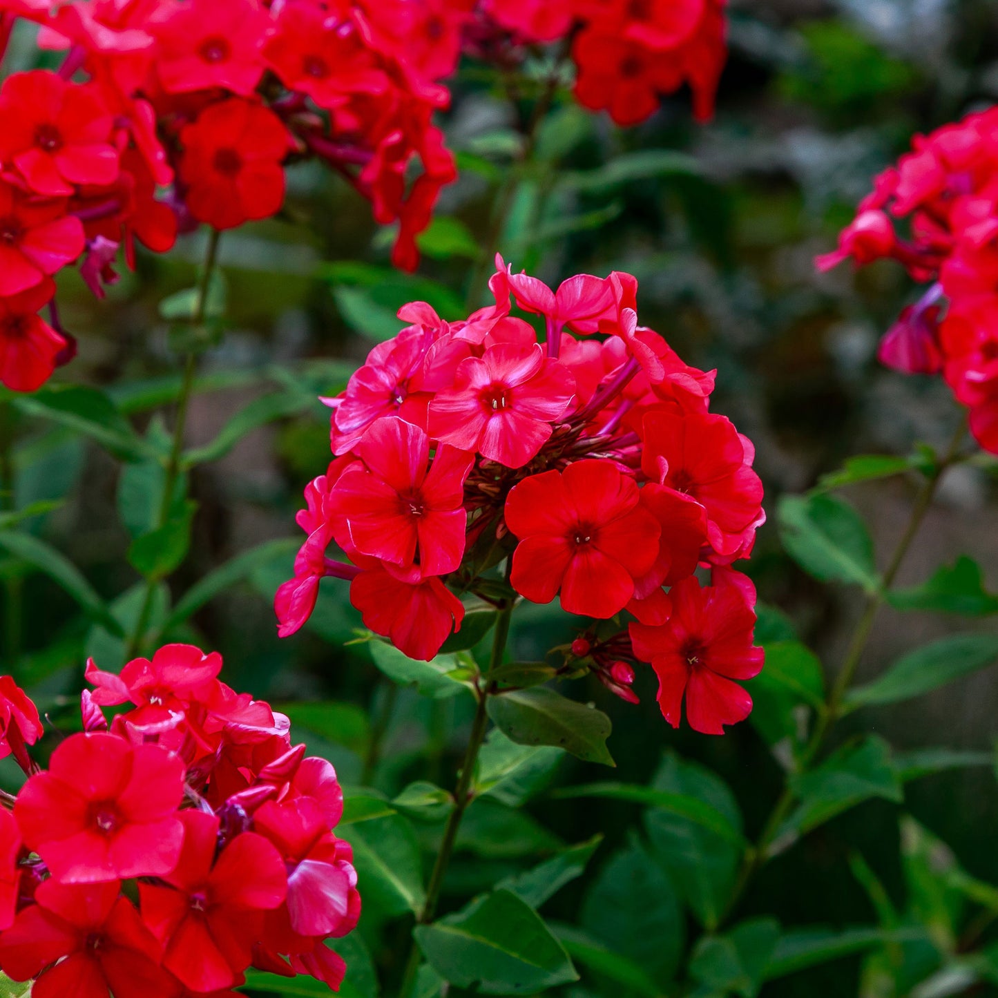 red annual phlox 