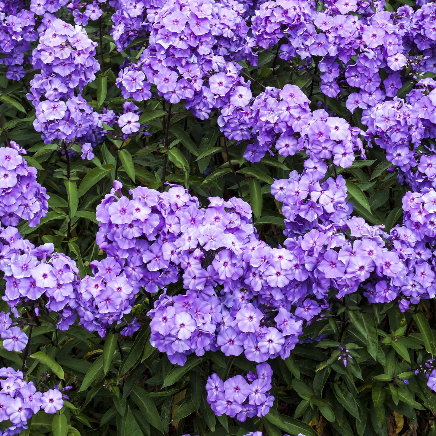 phlox blue paradise