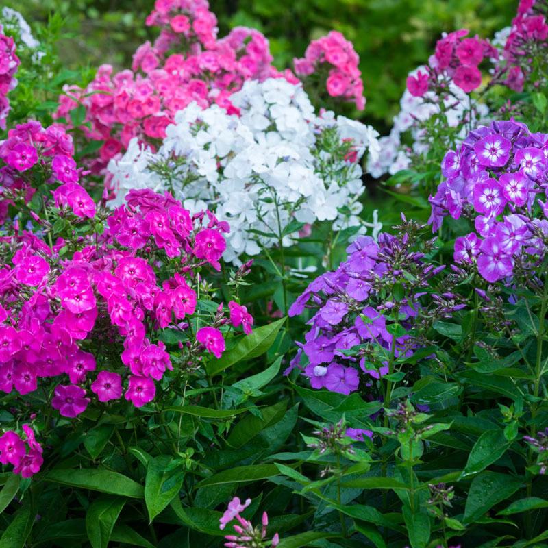 Garden phlox shop