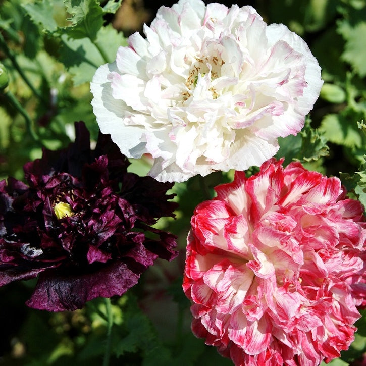 antique shades peony poppy 