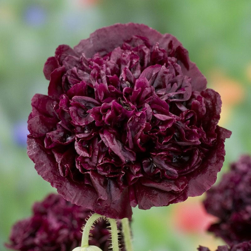 poppy somniferum double black