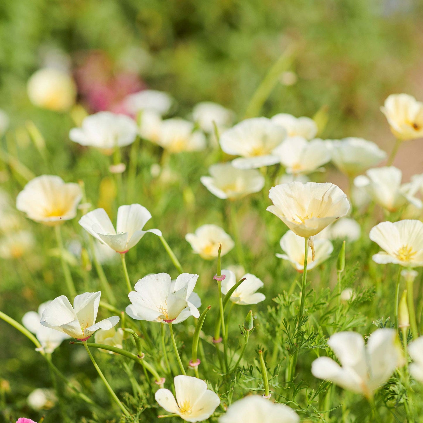 Ivory Castle Poppy