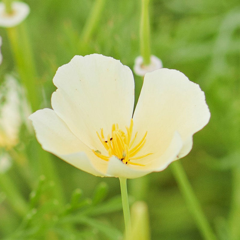 Ivory Castle Poppy