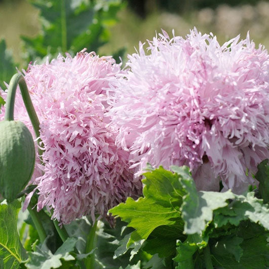 lilac pompom poppy