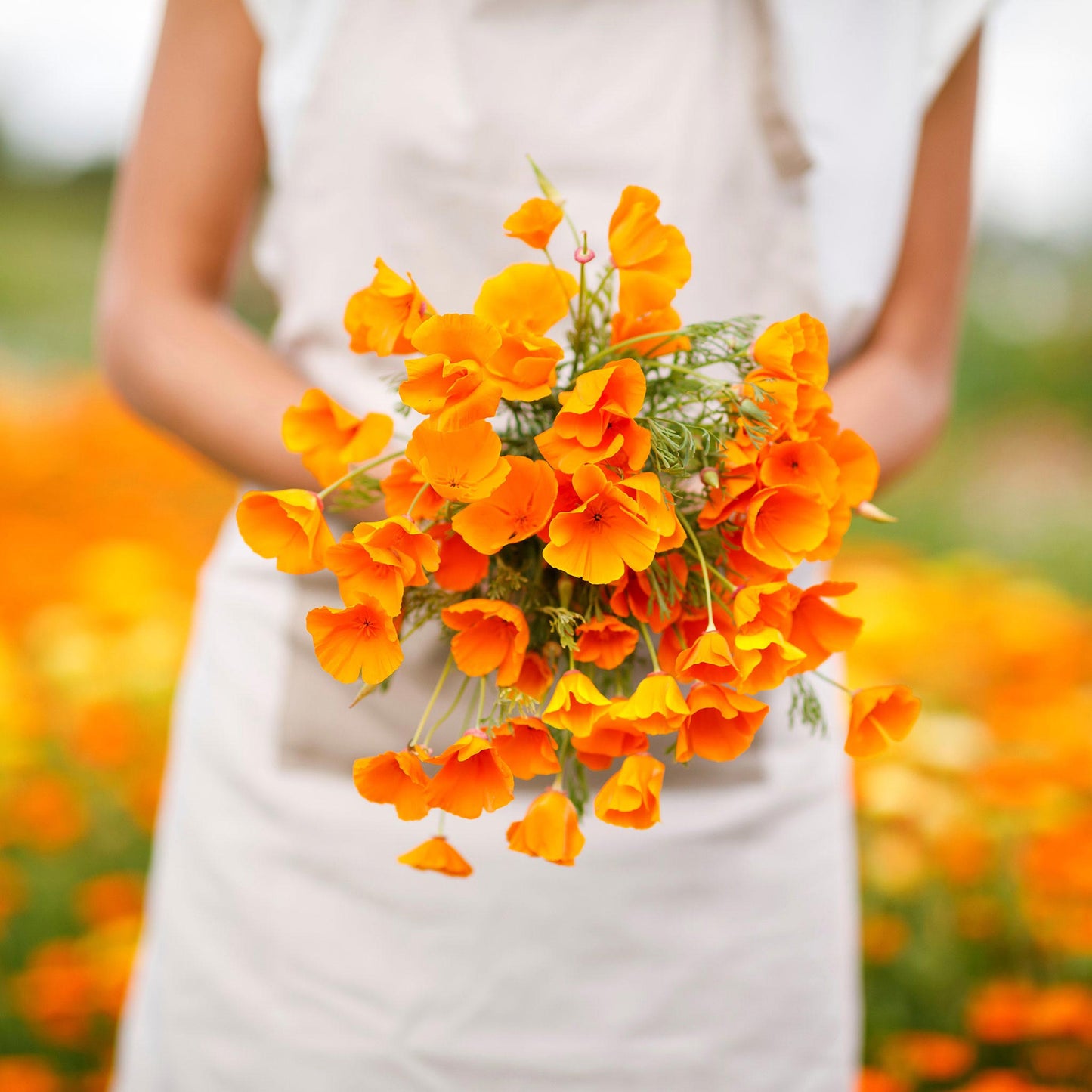 Orange Poppy