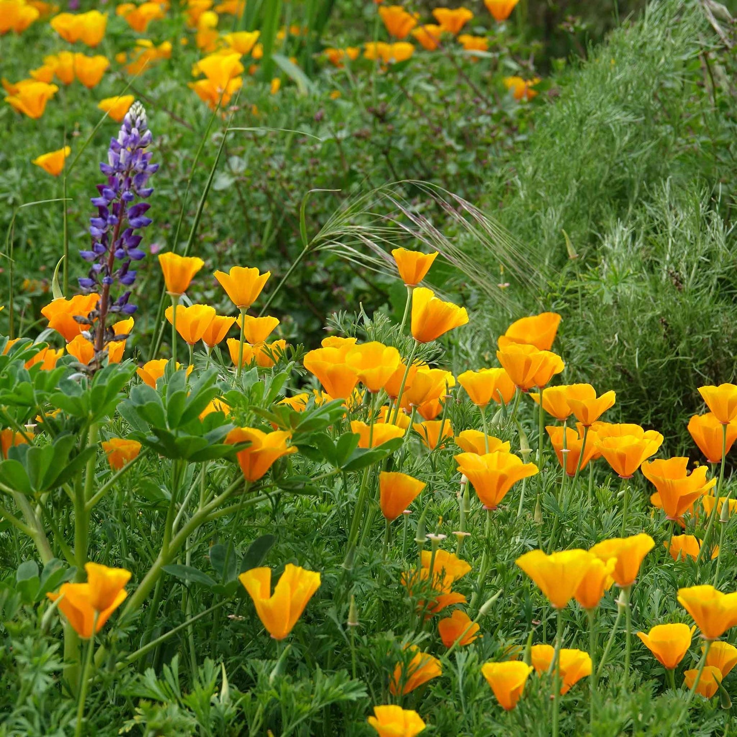 Orange Poppy