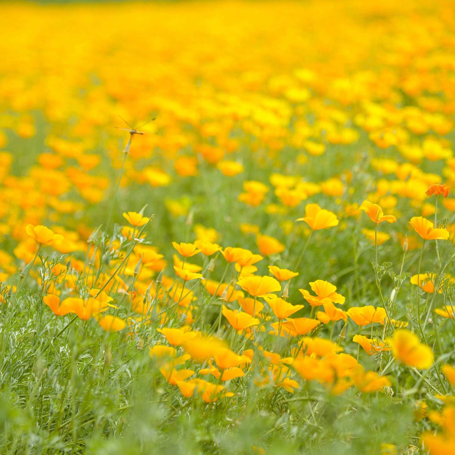 Orange Poppy