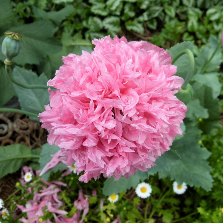 poppy peony pale rose