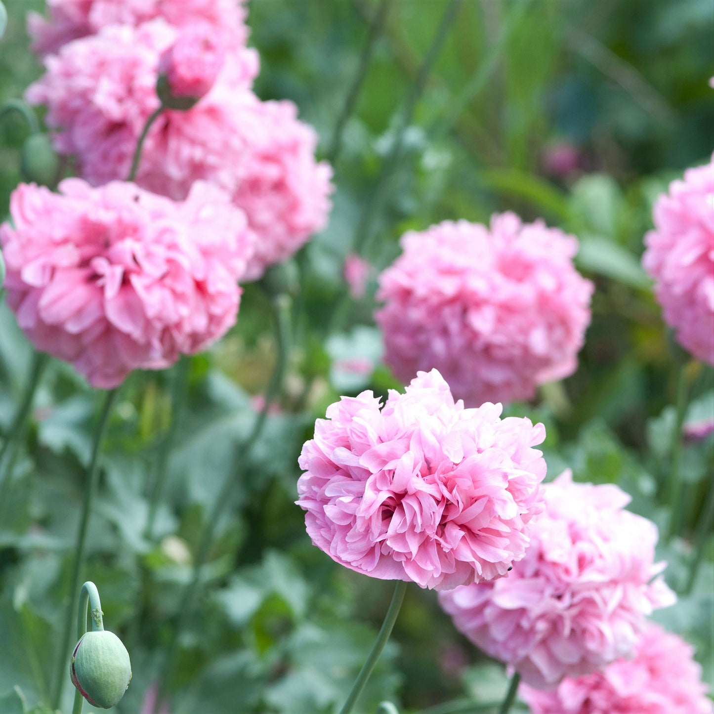 poppy peony pale rose