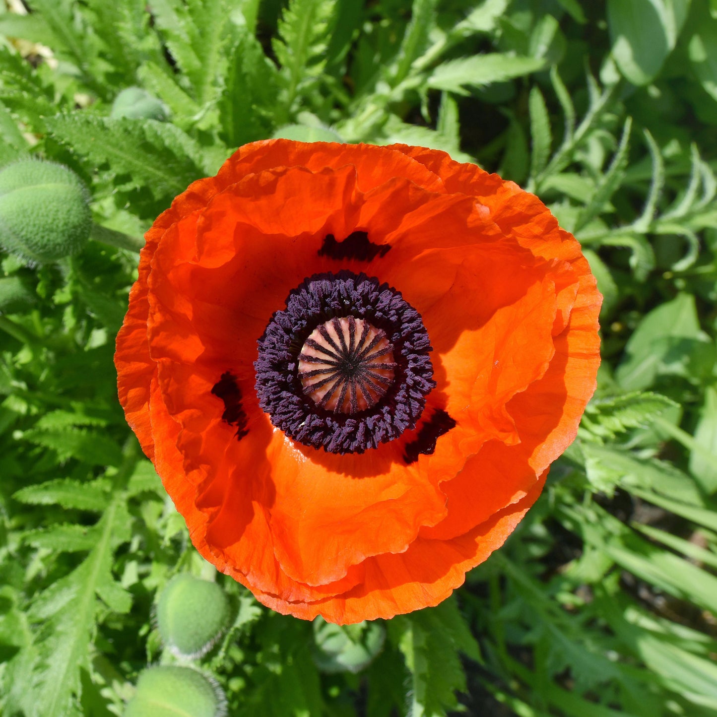 poppy orange scarlet