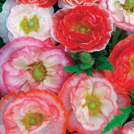 Shirley Poppy Seeds - Mixed Double Flower Seeds in Packets & Bulk(02)