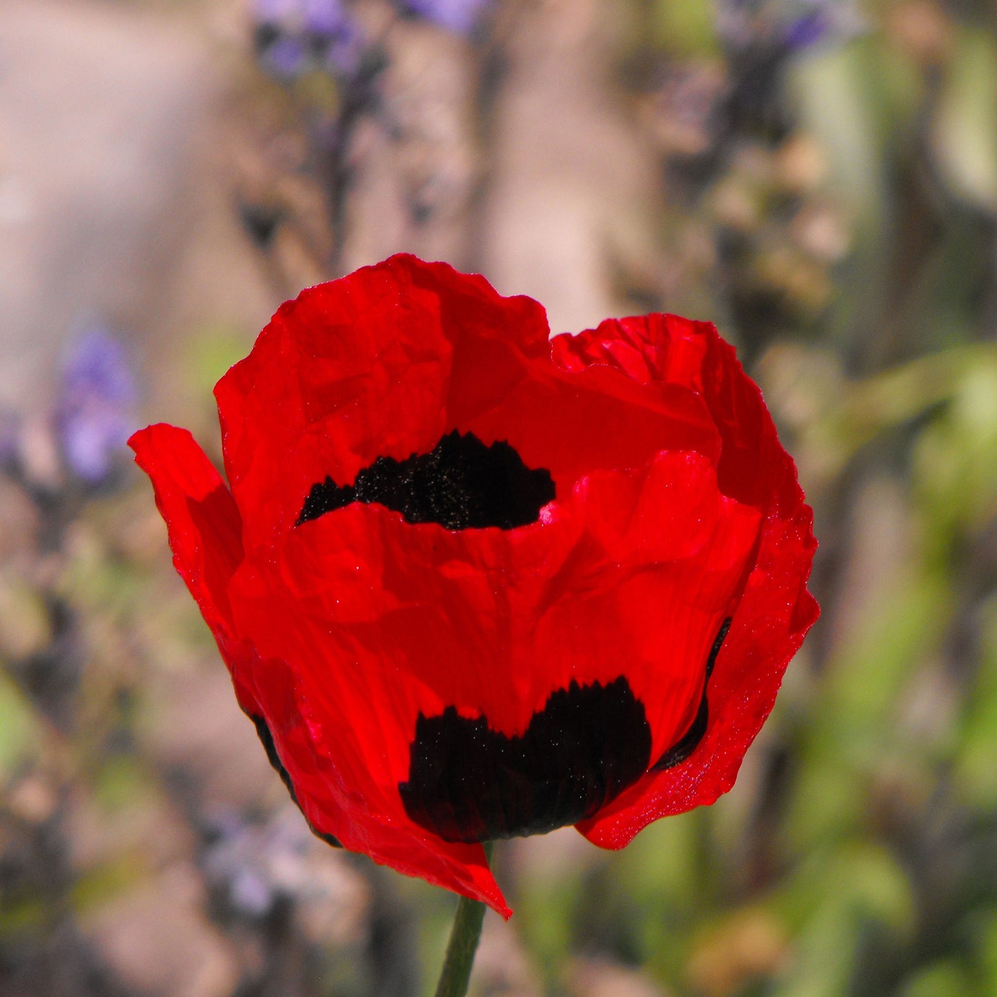turkish tulip poppy