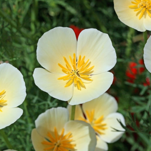 White Linen Poppy