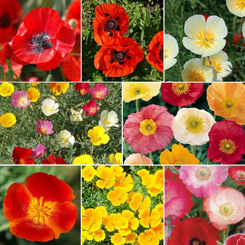 poppy flower seed mix