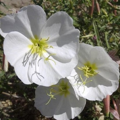 pale evening primrose