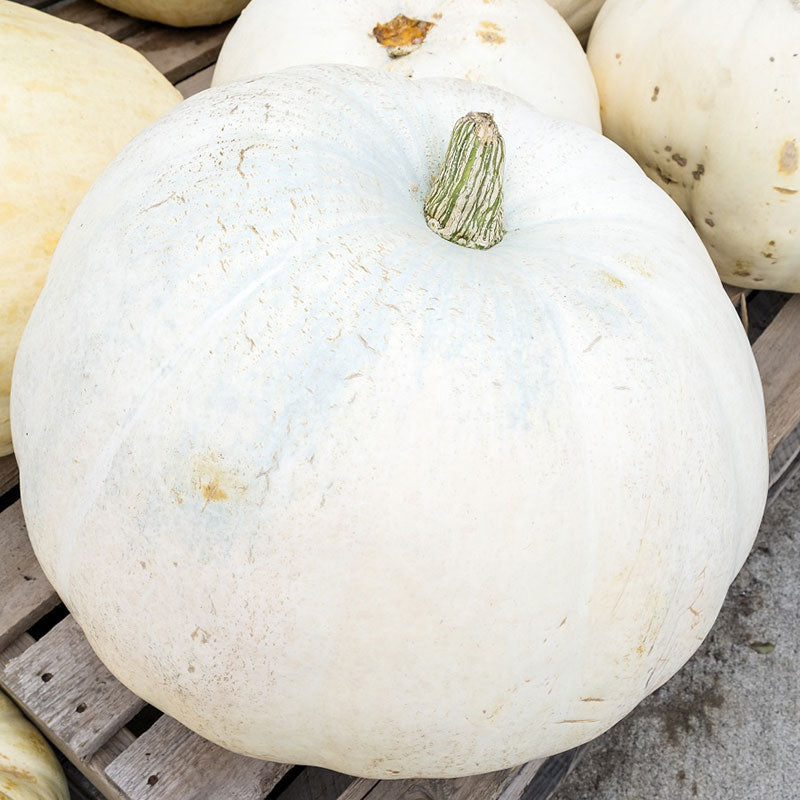 casper pumpkin