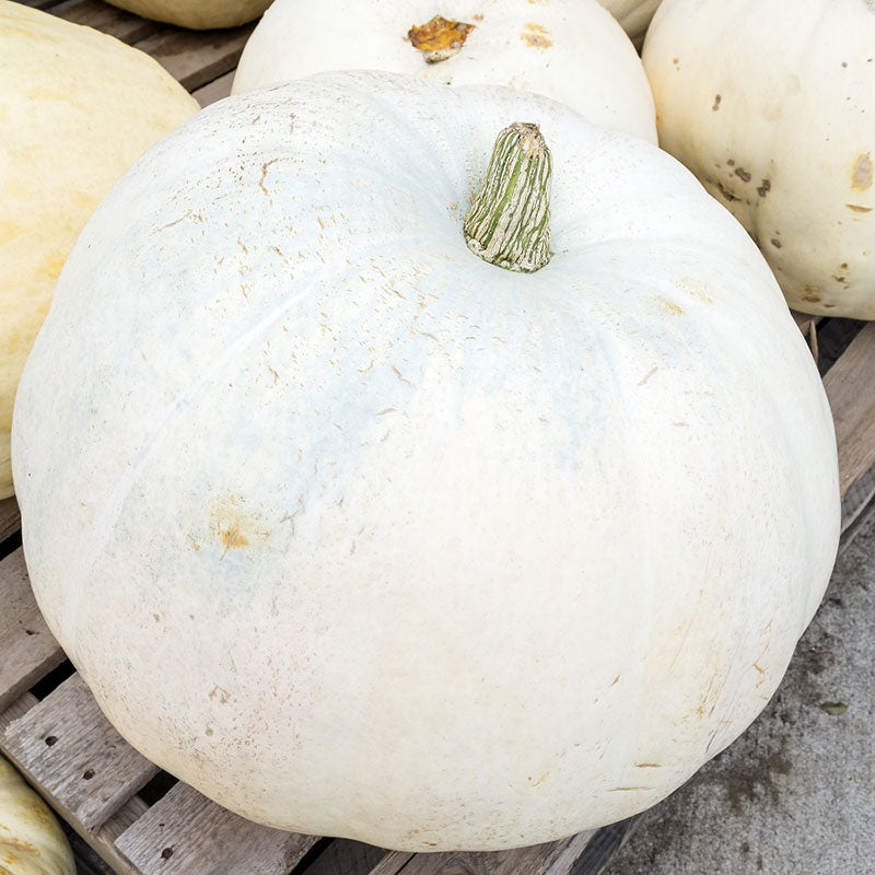 casper pumpkin 