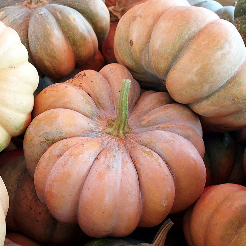 fairytale pumpkin