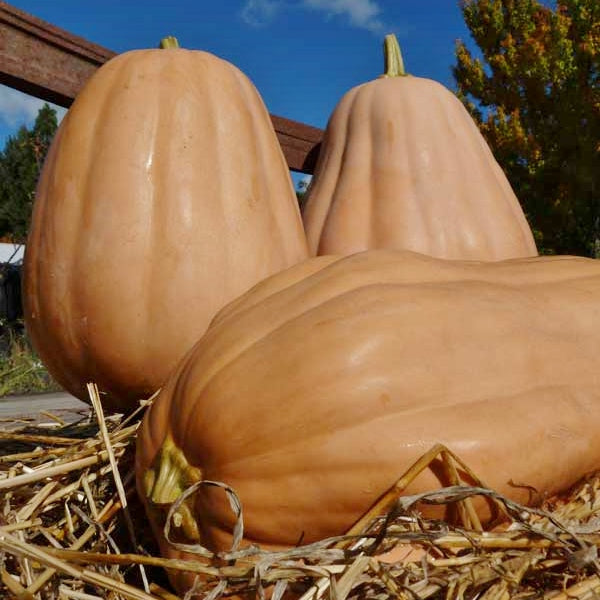 kentucky field pumpkin