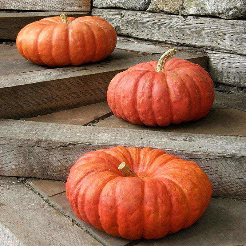 red etampes pumpkin