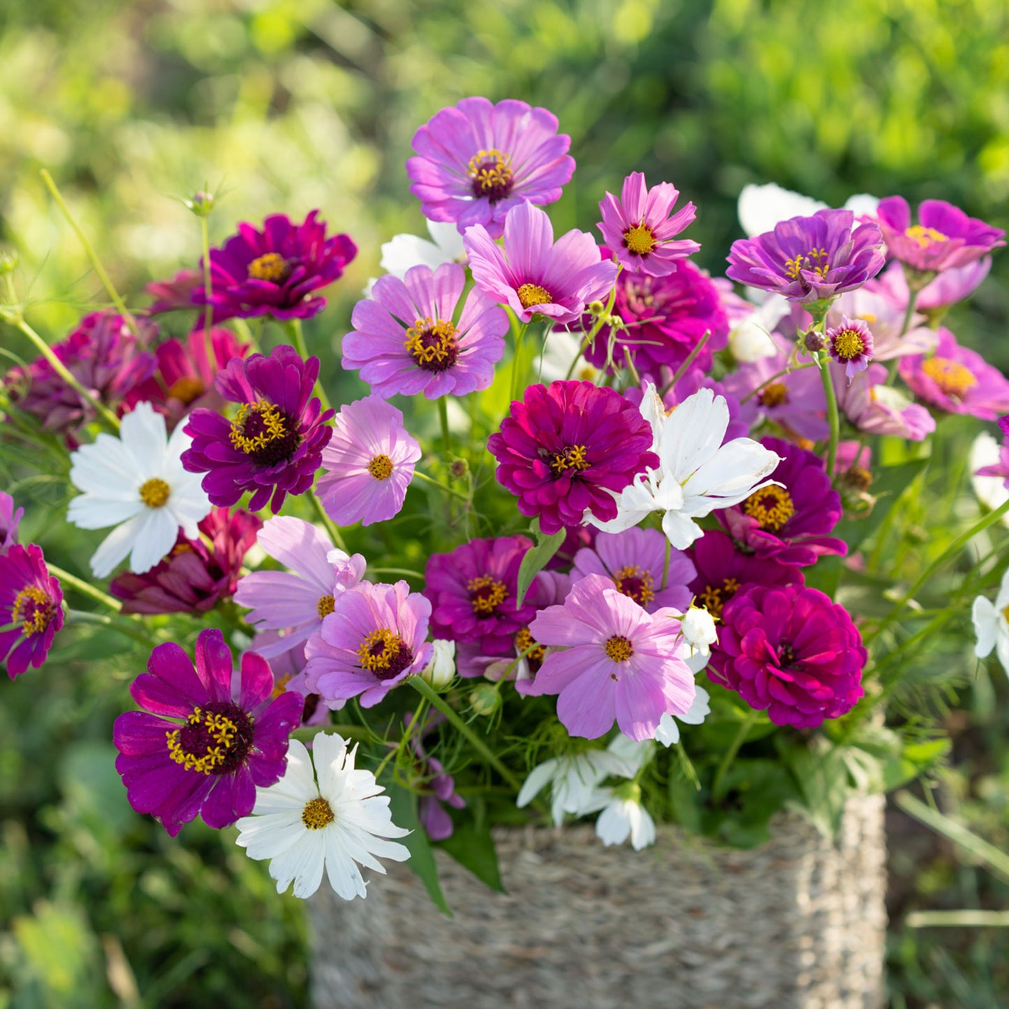 purple white flower seed mix