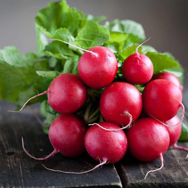 radish comet