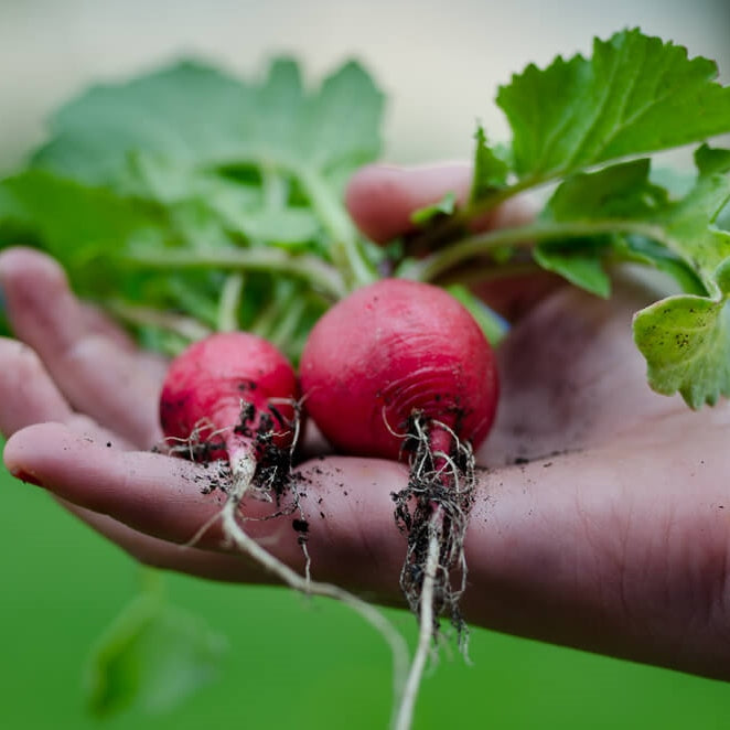 radish crimson giant