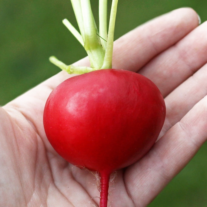 german giant radish 