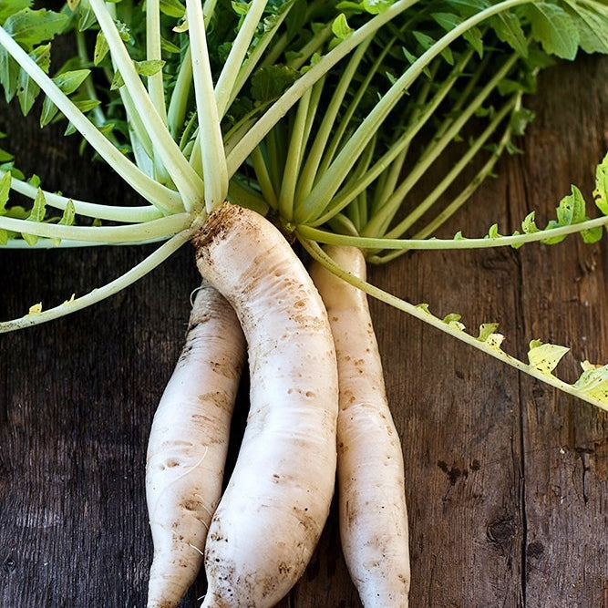 radish japanese minowase