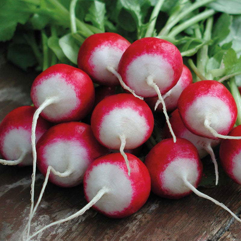 radish white tip