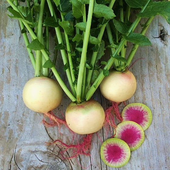 watermelon radish