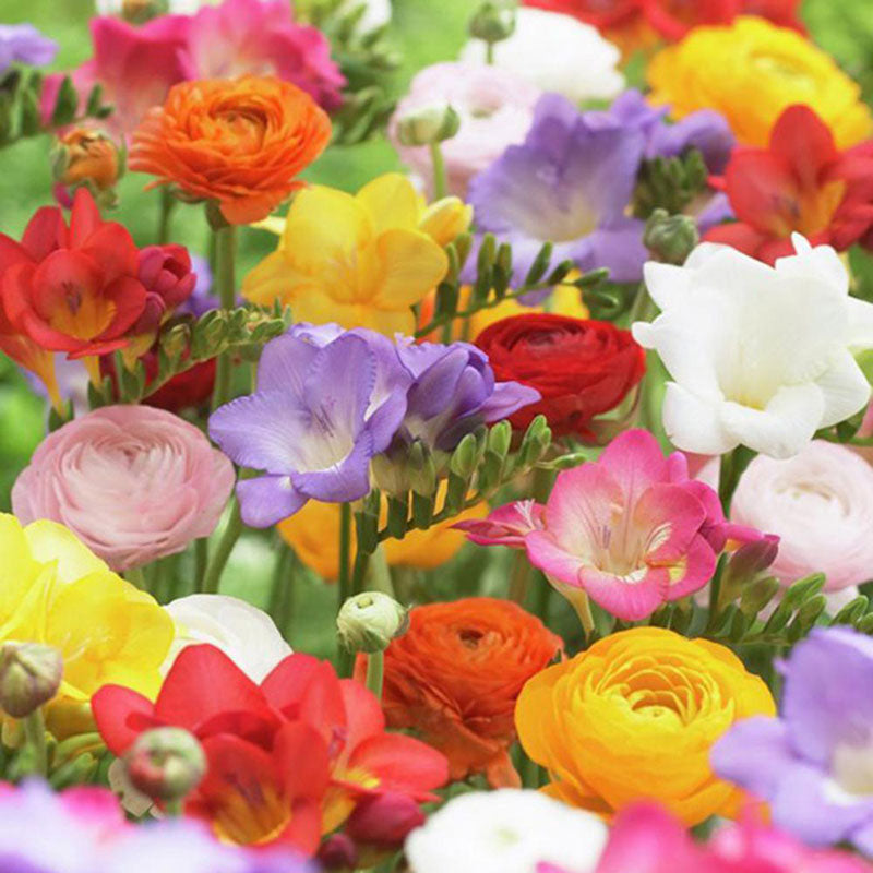 ranunculus freesia mix